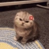 ❤️Gatos Cura Depresion✨✨😻 5