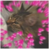 Gatos 16