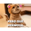 Gatitos tiernos✨ 14