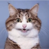 Miau miau caralho 4 27