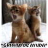 *GRITITO DE AYUDA*