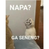 Kucing ini ramah!!! 15