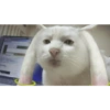 Serious Cat 7
