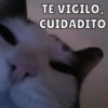 Dilo con Michis pt.6 🐱🤎 12