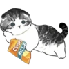 Gatitos 12