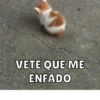Memes 9