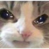 Gatos 6
