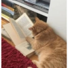 Miau miau caralho 4 16
