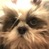 🐱🐾🐶 irl pets l 🐶🐾🐱 20