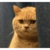 ✨MEMES GATITOS🥰 10