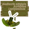 Animales de la Amazonia  V1 9