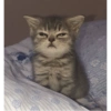 ✨Gatos Cura Depresión 5😻❤️ 9