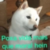 🐱🐾🐶 irl pets l 🐶🐾🐱 18