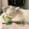 고
22 (수) *와플집증
23 (9)
연습 3-5 /
(수)
* 제제쌤 루틴 외우기 (설날)
프리 연습