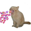 Cute love 10