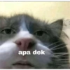 Petrik 24