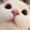 ✨Gatos Cura Depresión 5😻❤️ 14