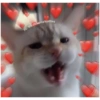 Gatos 14