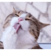 Miau miau caralho 4 8