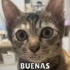 Dilo con Michis pt.5 🐱🤎 13
