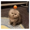 Kucing ini ramah!!! 12