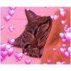 Gatos 23