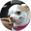 Memes de animais 4 14