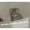 Ni feliz ni triste, solo vivo.