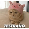 Gatitos tiernos✨ 9