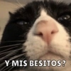 Dilo con Michis pt.6 🐱🤎 2