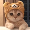 ✨MEMES GATITOS 2🥰 9