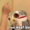 Kocheng&doge slebewww 20