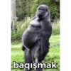 baqışmak