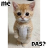 me
DAS?