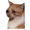 Gatos Sad 11