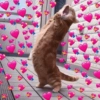 💖💞Love Reactions 3💞💖 20