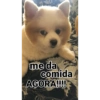 Thor o spitz 9