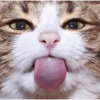 Miau miau caralho 4 26