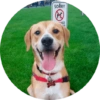 Memes de animais 4 28