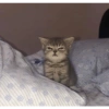 Miau miau caralho 4 21