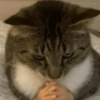 ❣️🐱Michito reacciones🐱❣️ 13