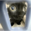 Gatito negro 11