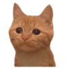 Gatos sad 2 19