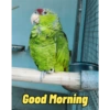 Good Morning 12