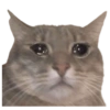 Gatos sad 2 24