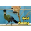 Good Morning 10
