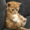 ✨MEMES GATITOS🥰 14