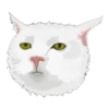 Serious Cat 13