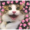Gatos 20