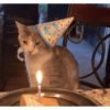 GATOS Cura depresión🙀💕 10